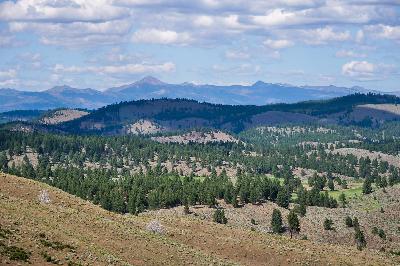 The Mysterious Oregon Cow Killings