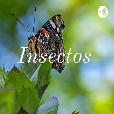 Comer o no comer insectos