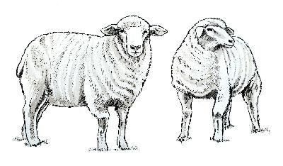 Episode 86 – Animal welfare… on the sheep farm