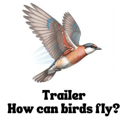 (Trailer)How can birds fly?