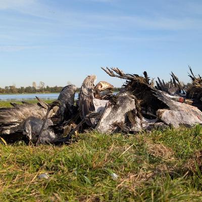 Vogelgrippe - Warum sich das Virus gerade rasant verbreitet Vogelgrippe - Warum sich das Virus gerade rasant verbreitet