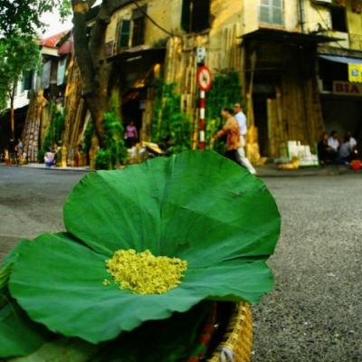 Mùa Thu Hà Nội Mùa Thu Hà Nội