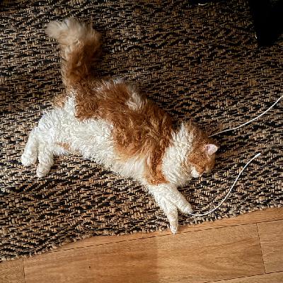 216.消失的猫，从小说到现实