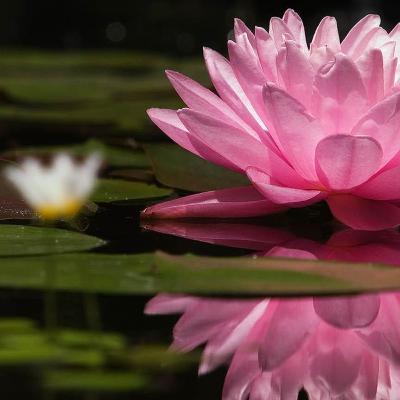 🏠#1 -גן בית -ממלכת הילדות- חלק א- התפתחות יכולת המשחק בגילאי 0-7 🏠#1 -גן בית -ממלכת הילדות- חלק א- התפתחות יכולת המשחק בגילאי 0-7