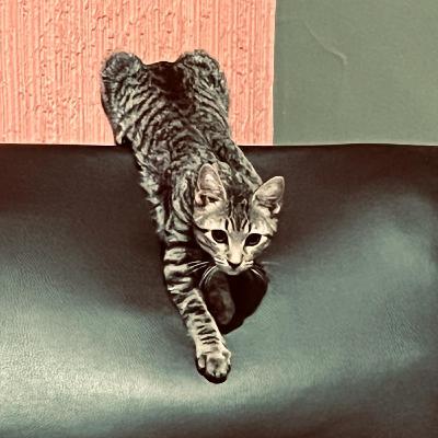 E32 T3 Fraseada 2 y el pinche gato FT Elizabeth Zapien