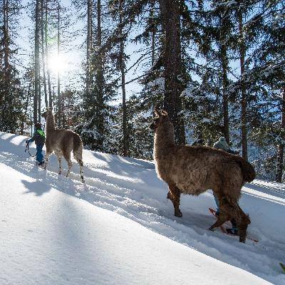 Escapada a las Islas Nórdicas