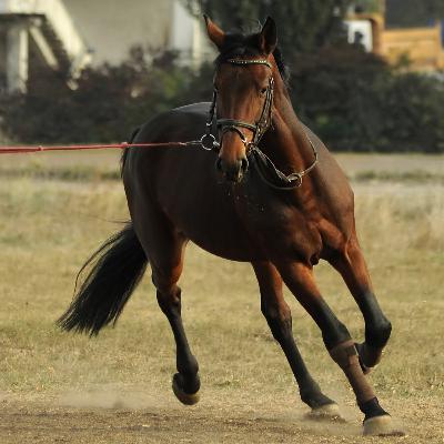 Tutkittua Tietoa Juoksutusavuista Ja Apuohjista