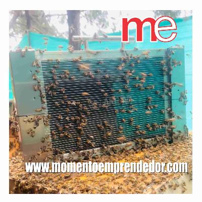 Veneno que Cura: La Revolución Sostenible de ÁMBAR APÍCOLA