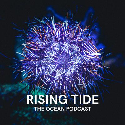 Restoring the Underwater Forest: Tom Ford's Kelp Crusade