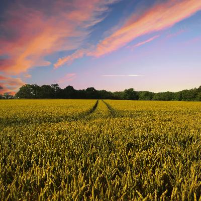 So You Think You’re an Adult: Should I move to my boyfriend’s farm?