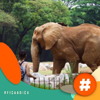 Fica a Dica - Zoológico de Belo Horizonte celebra 67 anos Fica a Dica - Zoológico de Belo Horizonte celebra 67 anos
