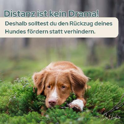 Distanz ist kein Drama! Deshalb solltest du den Rückzug deines Hundes fördern statt verhindern.