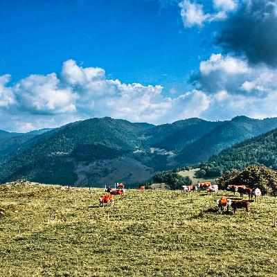 Naturpark Südschwarzwald - Natur und Kultur im Einklang