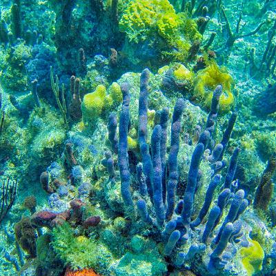 Green Scene: How coral reefs have reached a tipping point Green Scene: How coral reefs have reached a tipping point