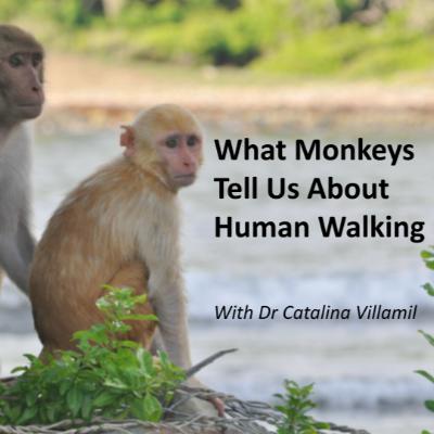 Spinal Evolution and the Origins of Bipedalism – Catalina Villamil