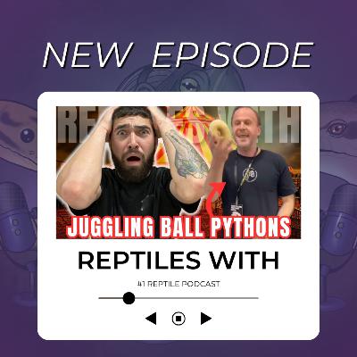 How NOT to JUGGLE BALL PYTHONS! Revealing our NEW SPONSORS & Robert Irwin | Reptiles With Podcast