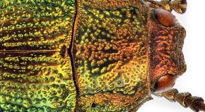 Inside the Lens Episode 5: Gigapixel Macro Inside the Lens Episode 5: Gigapixel Macro