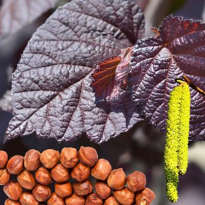 Le Noisetier Pourpre : Ornemental et Gourmand