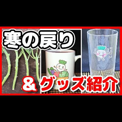 【緊急告知あり】ヤバイ！寒の戻り＆グッズ紹介