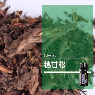 第五十三课：穗甘松