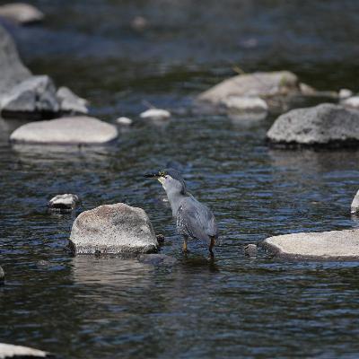 The Mallinick Hour Caxton radio- Paul Rotherham show - Weds 10 Feb 2021