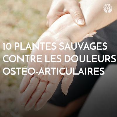 10 plantes sauvages contre les douleurs ostéo-articulaires 🌿