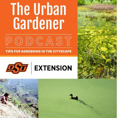 Episode 54: The Good, The Bad, and The Algae Episode 54: The Good, The Bad, and The Algae