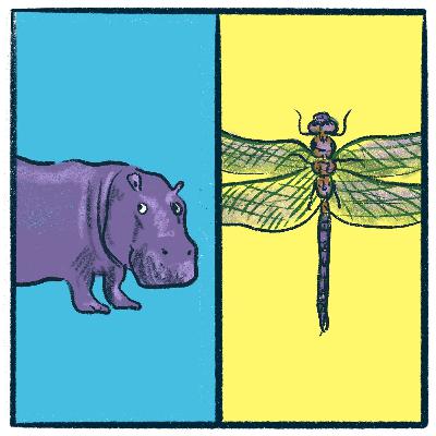 Hippopotamus vs. Dragonfly: a sizeable debate Hippopotamus vs. Dragonfly: a sizeable debate