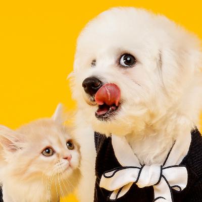 El Canal de las Mascotas