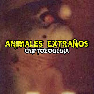 Criptozoología (los animales más extraños del mundo)