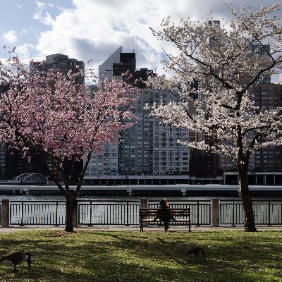 NYC Spring Staycations, Cherry Blossoms and a 24-Hour Dance Party NYC Spring Staycations, Cherry Blossoms and a 24-Hour Dance Party