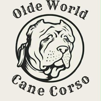 American Cane Corso - David Wenrich from Olde World Cane Corso (1 of 2) American Cane Corso - David Wenrich from Olde World Cane Corso (1 of 2)