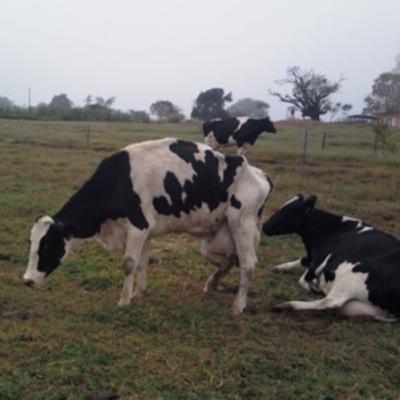 Episódio 60. Mastite bovina - Métodos de diagnóstico e medidas de controle. Episódio 60. Mastite bovina - Métodos de diagnóstico e medidas de controle.