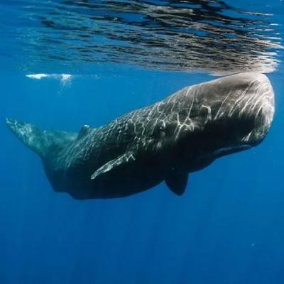062_ Interview: 🌊 A Mile Below | Sperm Whales, an ever fascinating creature 🐳