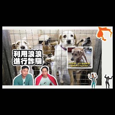 小心這些流浪動物廣告可能是詐騙 / 在做愛心的同時也請大家睜大眼睛 | 騎士與說書人