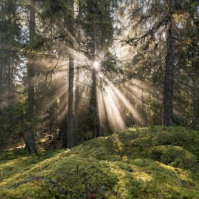A Meditative Journey into Nature & Childlike Wonder - to Re-connect & Receive Messages