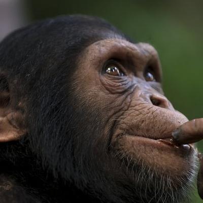 Research shows chimpanzees capable of rationally revising decisions