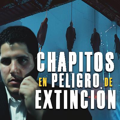 Los Chapitos en peligro de extinción