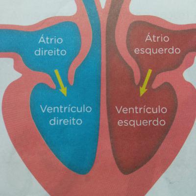 Sistema circulatório e Infarto