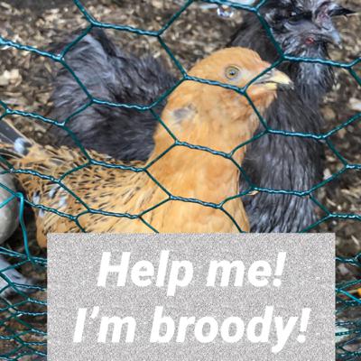 How to fix Broody Chickens
