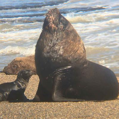 Facts: The South American Sea Lion Facts: The South American Sea Lion