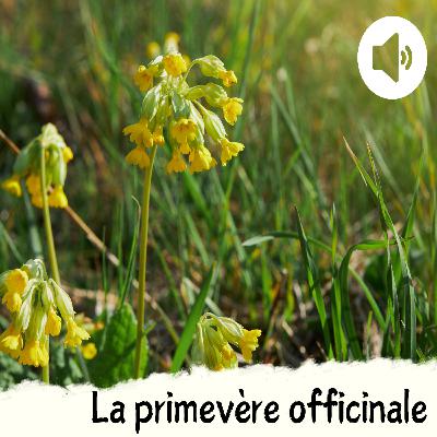 La primevère officinale La primevère officinale
