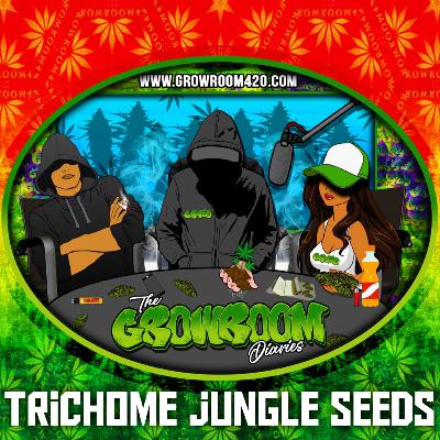 Trichome Jungle Seeds Interview - A Growroom420 Podcast