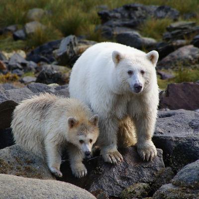 1074: Beholding BC's Pale Bears