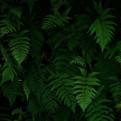 【番外編＃2】「世界で初めのマスクは石見銀山？」〜鳥取島根（ベトナム）を10倍楽しく〜番外編2