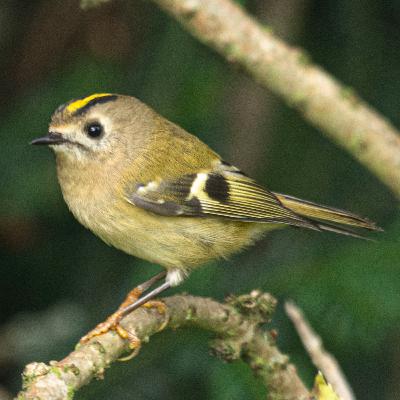 Commotion of Coots Episode 1: The Goldcrest Commotion of Coots Episode 1: The Goldcrest