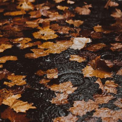 Friday Unwind: “Leaves of gold, damp and sidewalk strewn…” Friday Unwind: “Leaves of gold, damp and sidewalk strewn…”