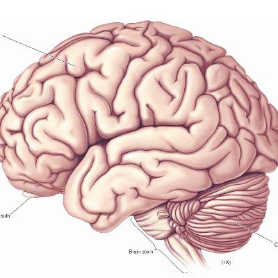 Inside the Brain: A Guided Tour of Neuroanatomy (Section 1) Inside the Brain: A Guided Tour of Neuroanatomy (Section 1)