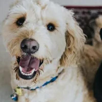 Fragilidade dos Pets