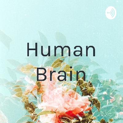 Human Brain